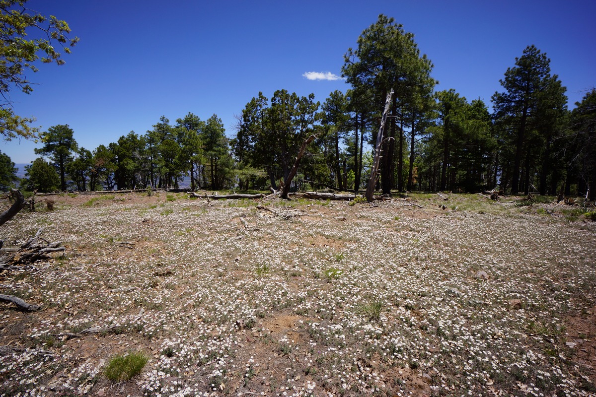 thousands of white flowers on the ground below tall pine trees