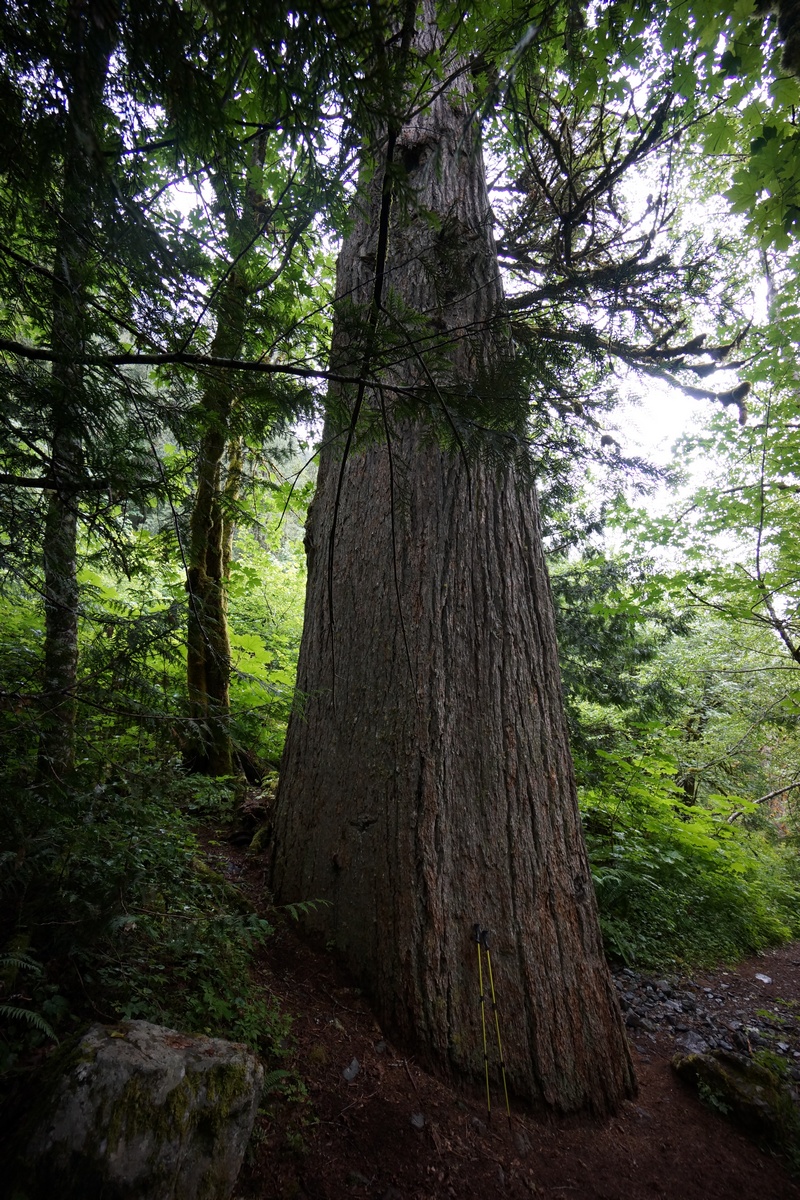 giant tree in alpine lakes wilderness