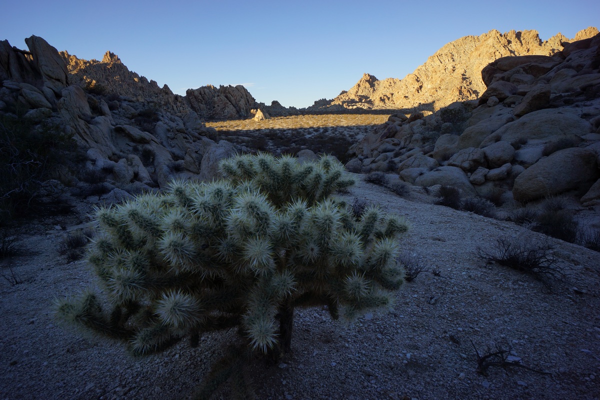 cholla cactus in the coxcomb mountains