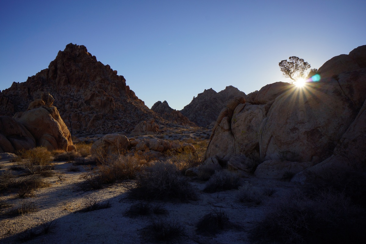 sun shines behind tree on rock in desert