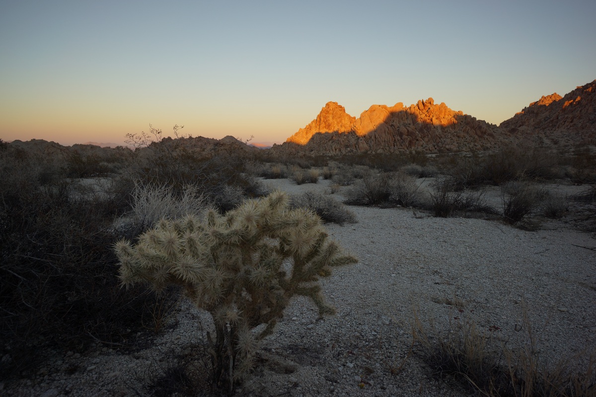 cholla cactus at sunset in the coxcomb mountains