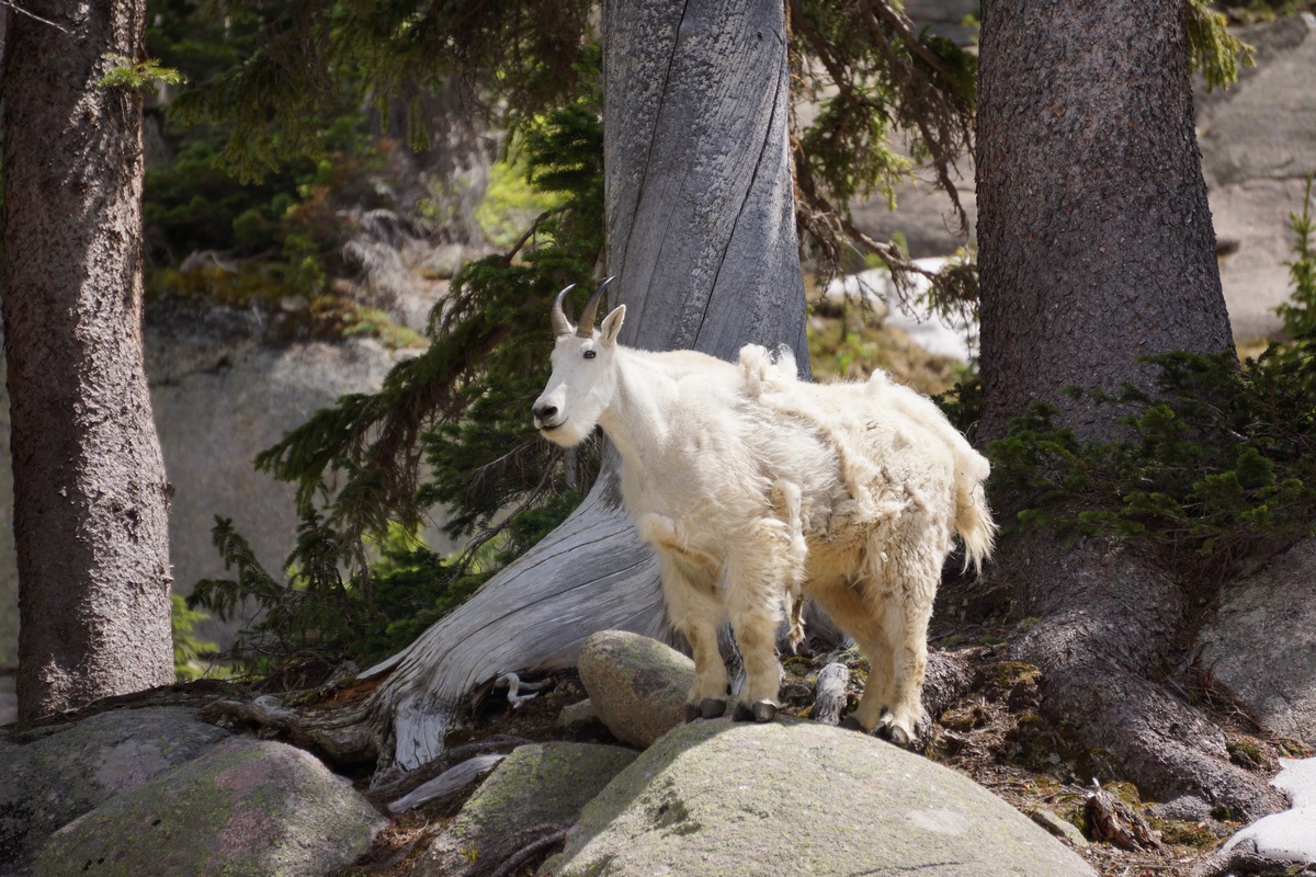 gore lake mountain goat