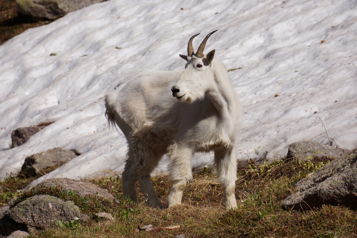 mountain goat along the edge of snow in the gore mountains of colorado