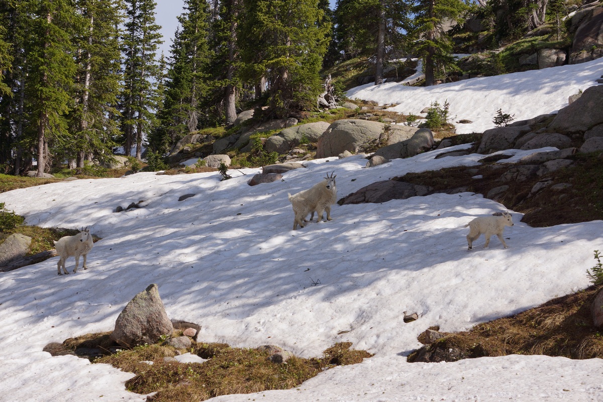 3 mountain goats moving through snowy hillside in the gore mountains - eagles nest wilderness colorado