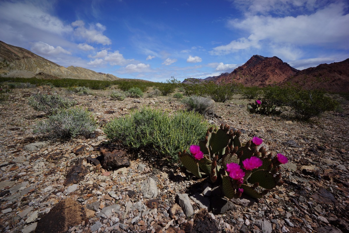 prickly pear cactus flowers in bloom in the pinto valley wilderness