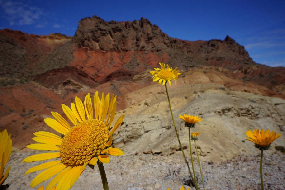 sunflowers in front of colorful mountain background