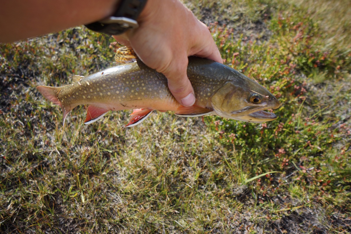 brook trout caught in marie lake