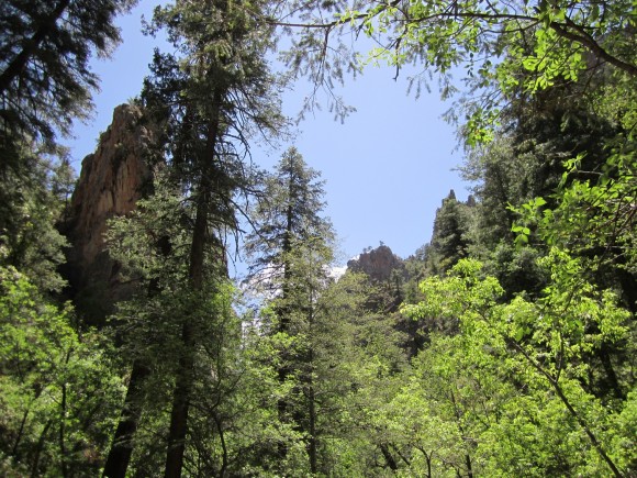 looking up from south fork trail