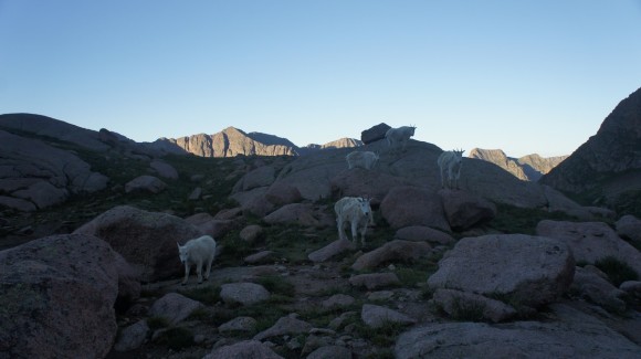 twin lakes mountain goats chicago basin