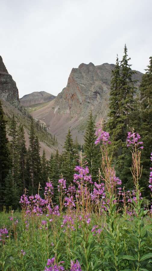 purple flowers and jagged peaks in the san juan mountains