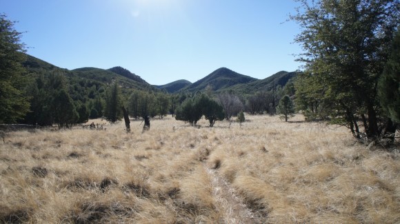large open grassy field near reavis ranch