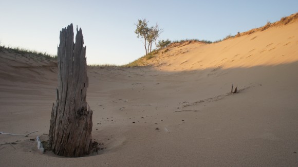 dead tree stump sticking out of sand