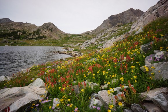 wildflowers along unnamed lake in europe caon wind rier range