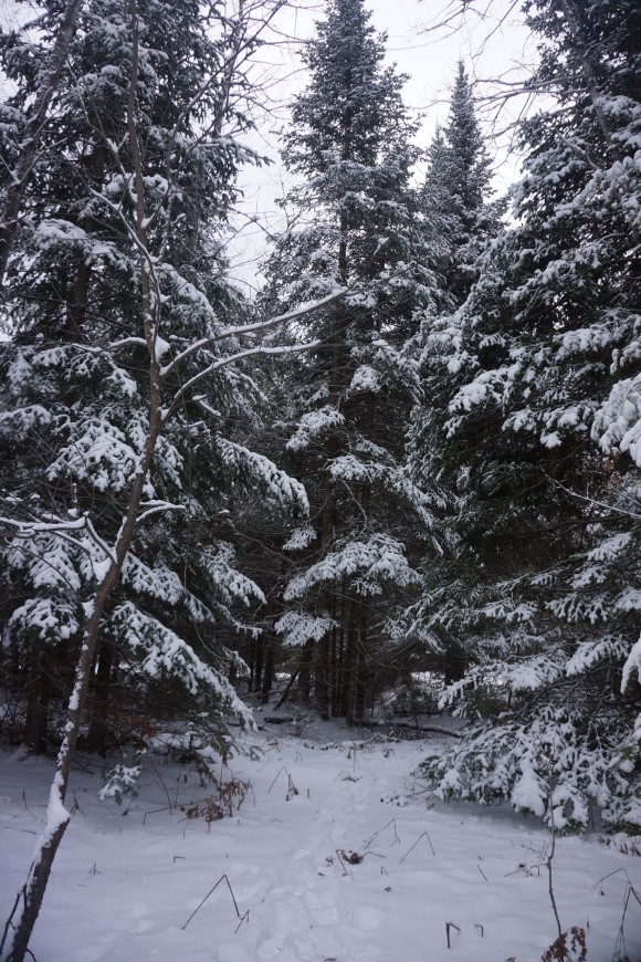 snow covered pine treees in northern michigan