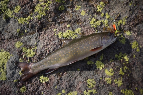 picture of a small brook trout caught in bear lake