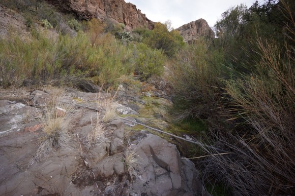 a desert spring in big bend east of goat mountain