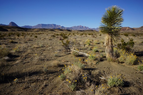 cactus and yellow followws in the desert with mountains in background in big bend
