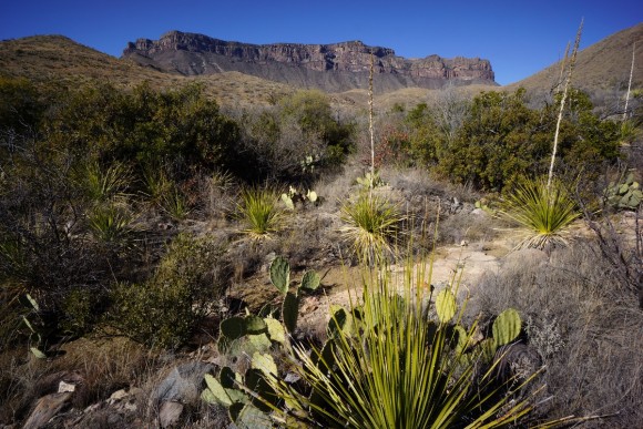 view of the south rim while standing on the dodson trail in big bend national park