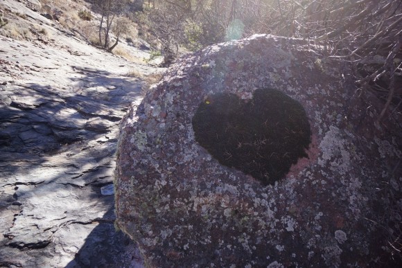 moss growing in the shape of a heart on a rock in the wilderness