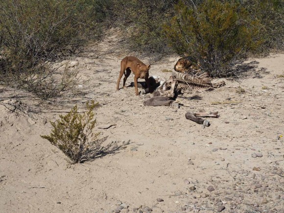 dog defending it's mule carcass outside of boquillas, mexico